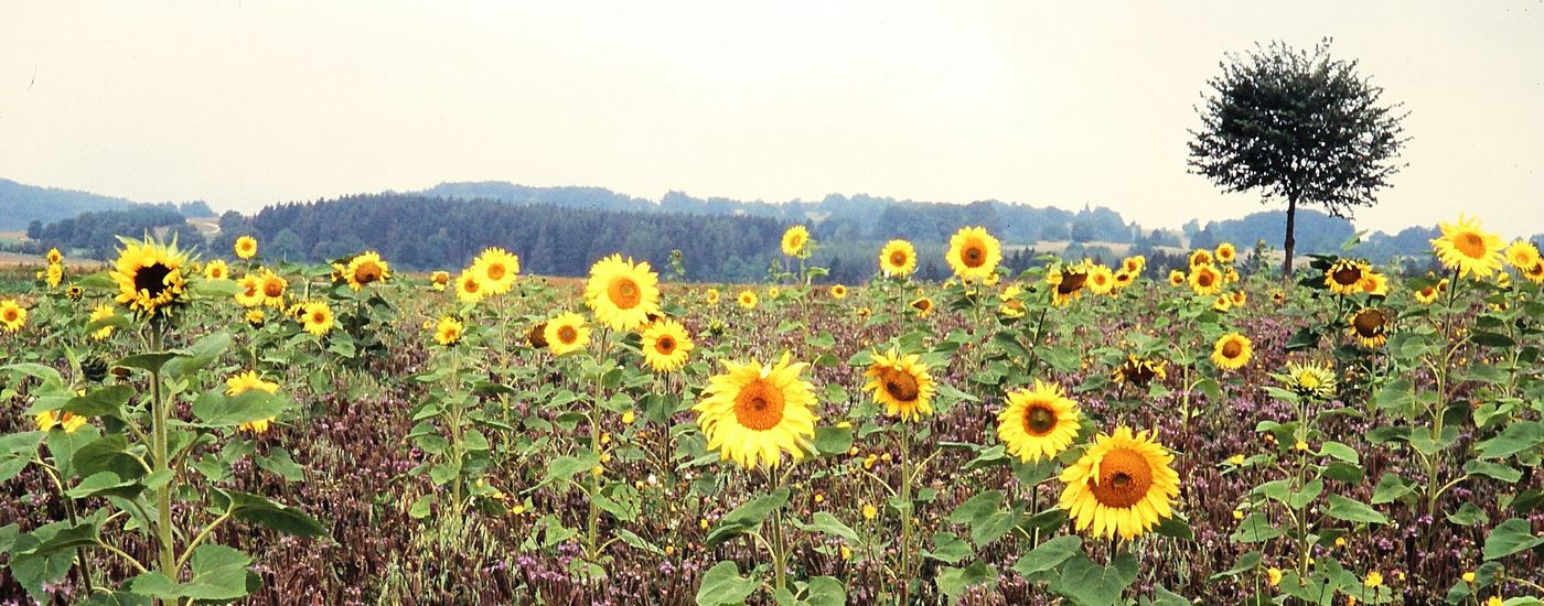 Sonnenblumen Wiese