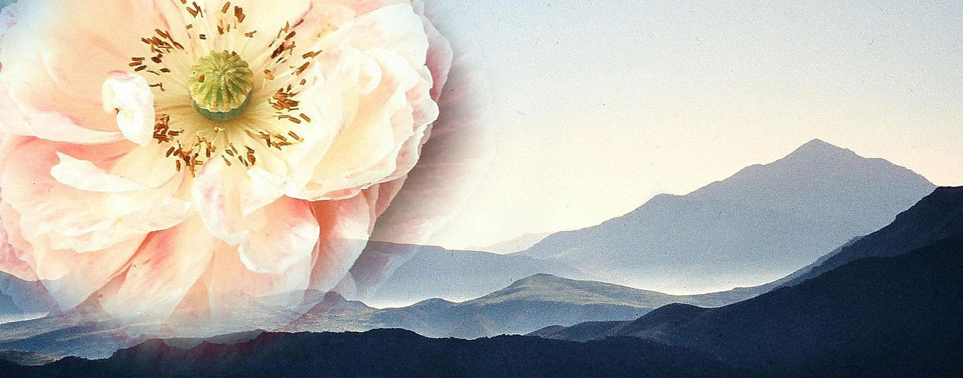 Rosane Blume auf einem vernebelten Berg Hintergrund