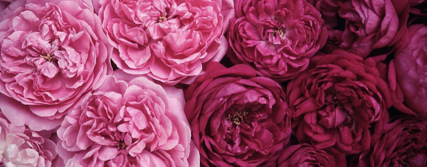 links hell rosane Rosen und rechts bischen dunklere rosa Rosen