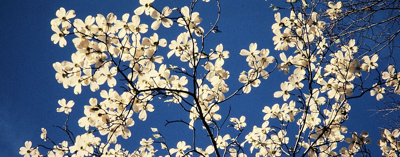 Baum mit kleine Blumen
