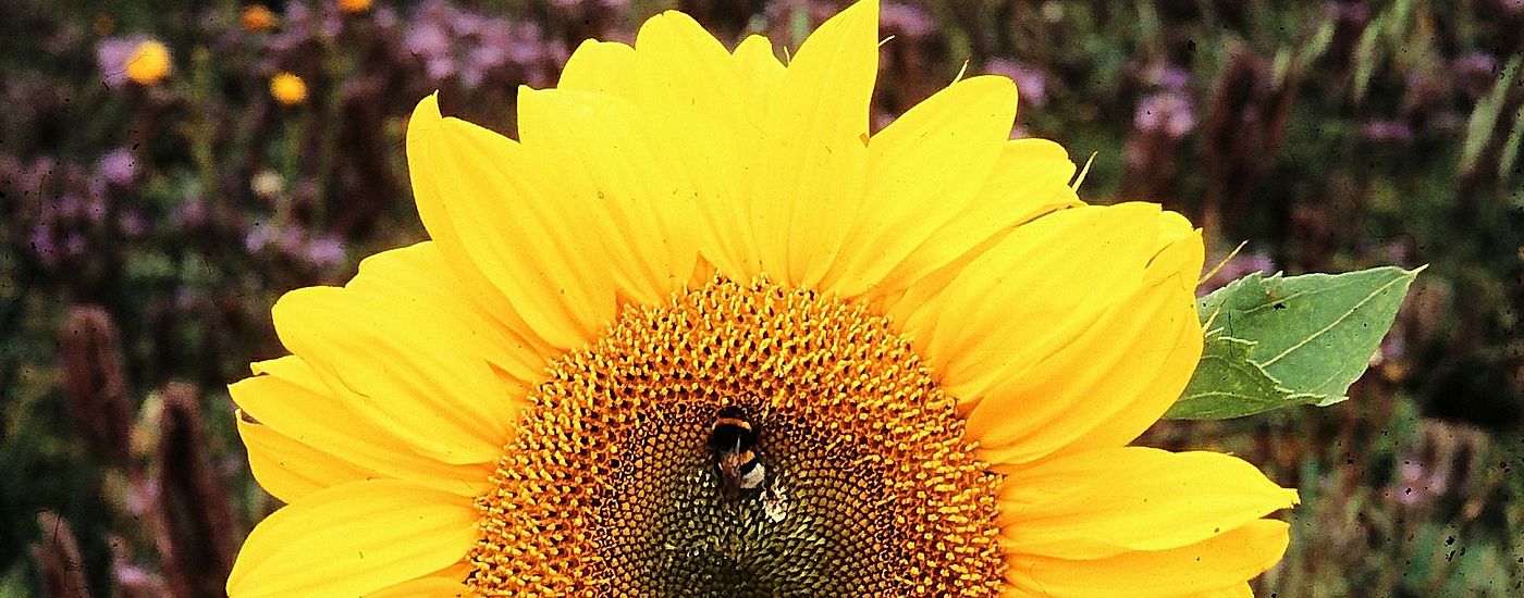 Biene auf einer Sonnenblume