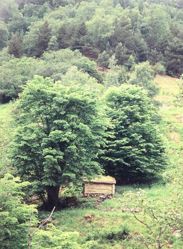 Bild mit Rose und der Aufschrift Gott liebt dich so